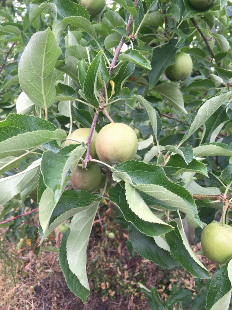 visiting-ochs-orchard-apple