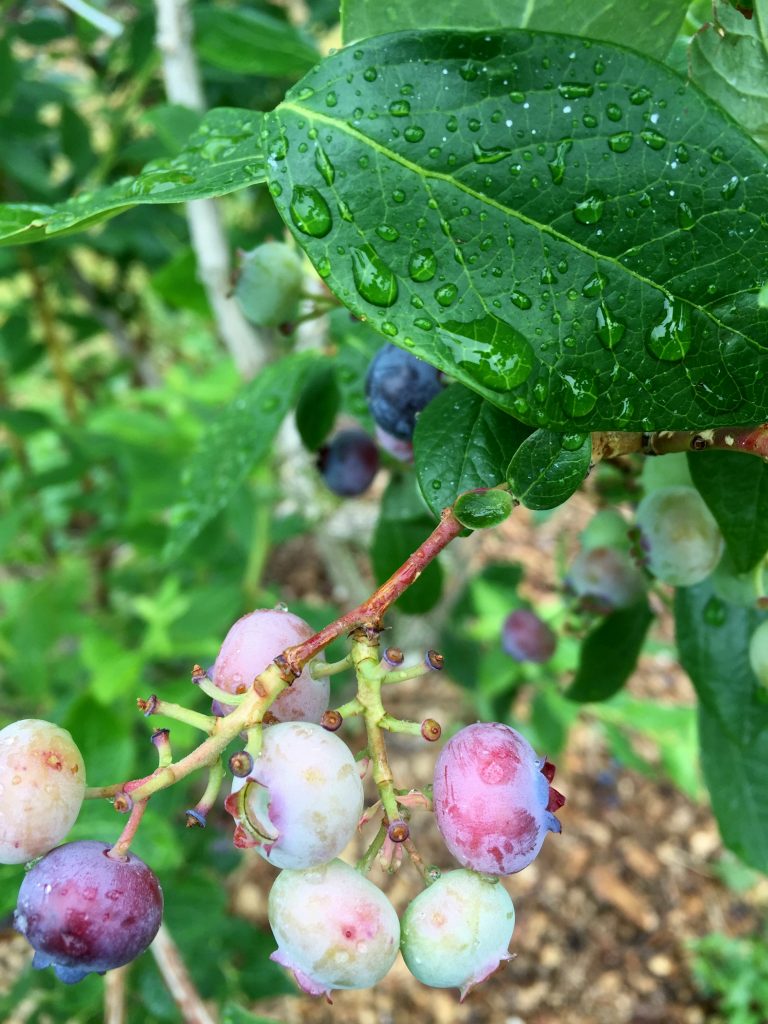 visiting-ochs-orchard-blueberry