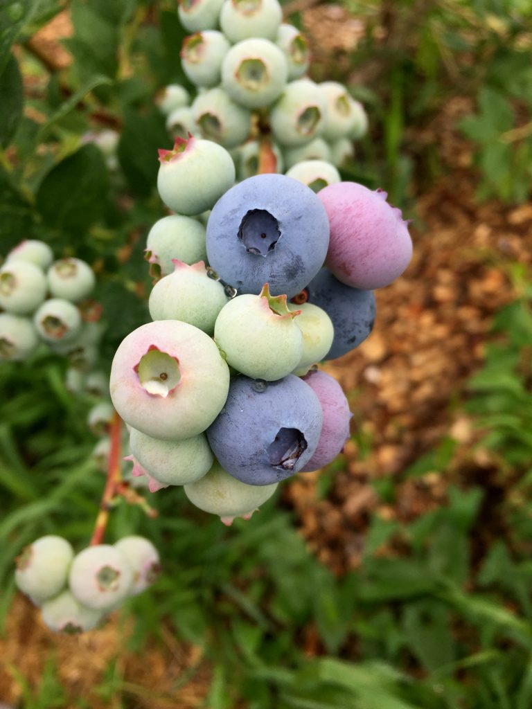 visiting-ochs-orchard-blueberry-colors