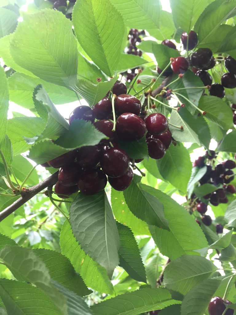 visiting-ochs-orchard-cherry-tree