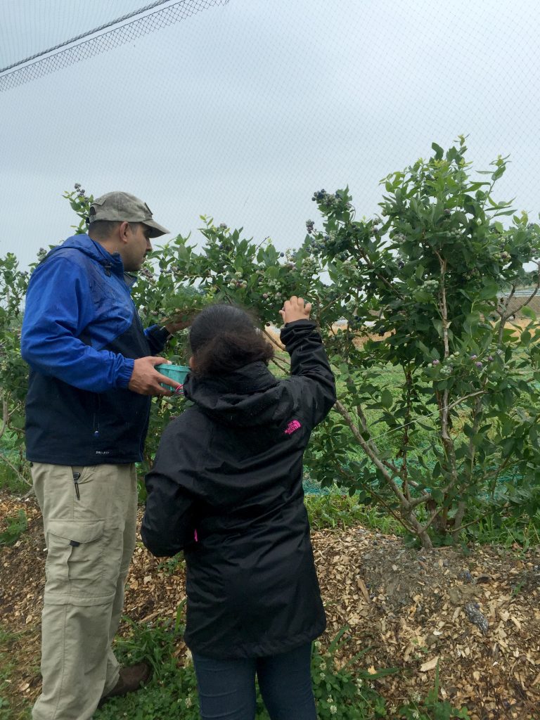 visiting-ochs-orchard-fruit-picking