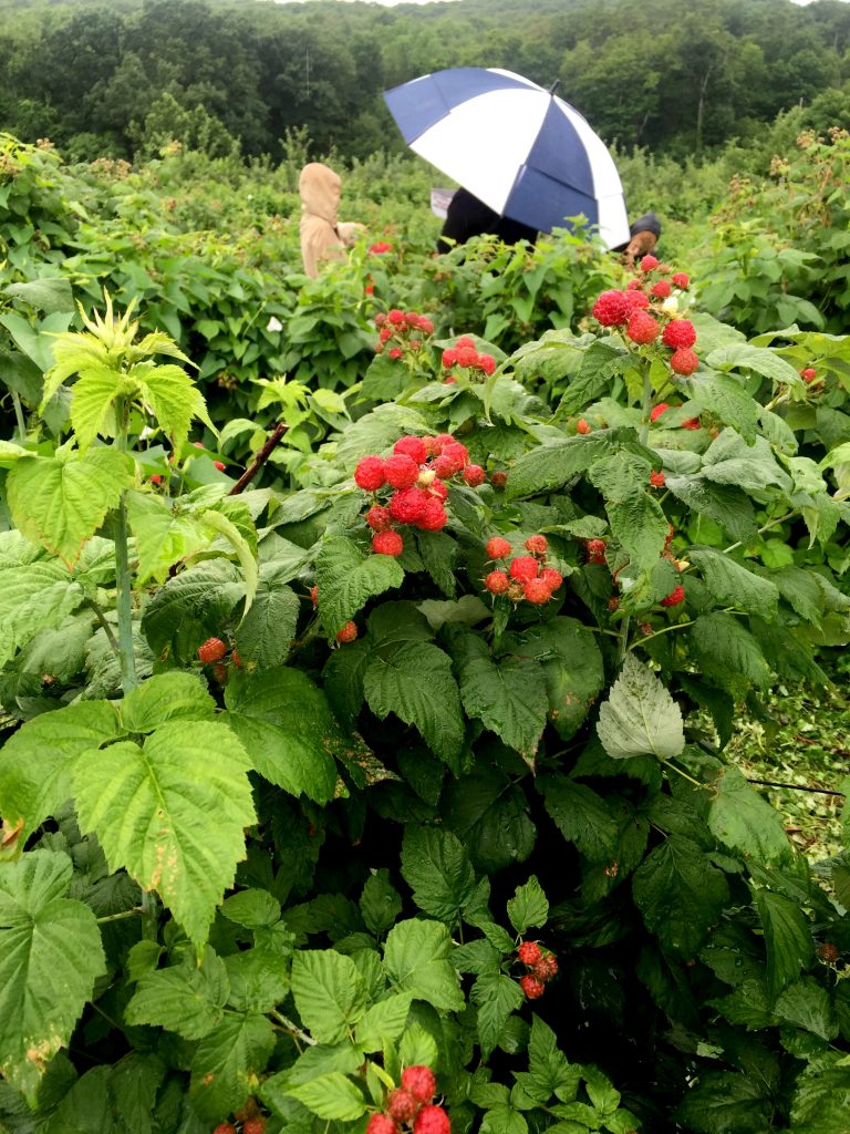 visiting-ochs-orchard-raspberries-field