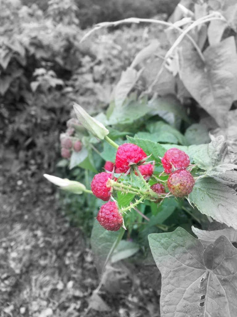 visiting-ochs-otrchard-raspberry